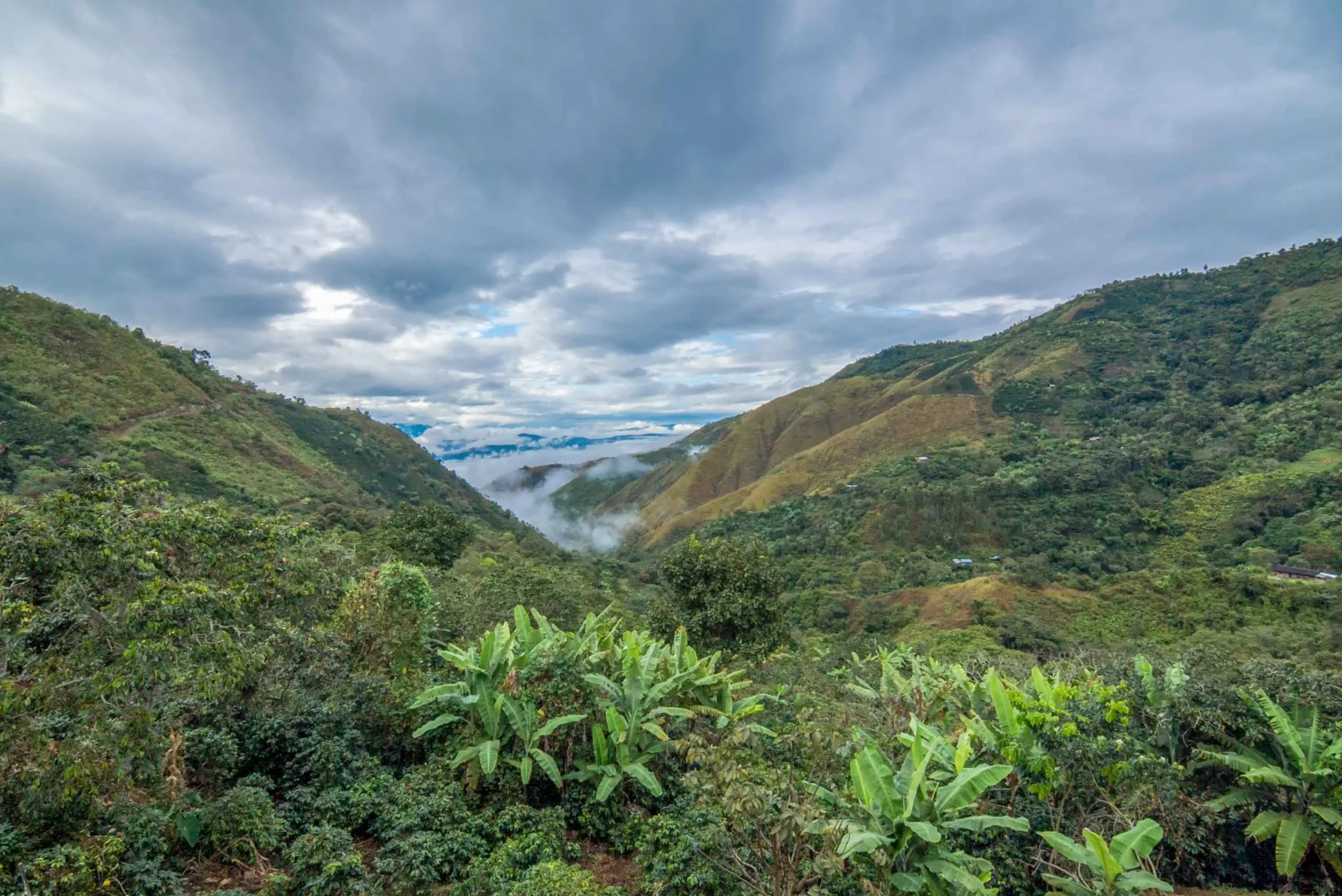 Café Perú Churupampa - Imagen 2