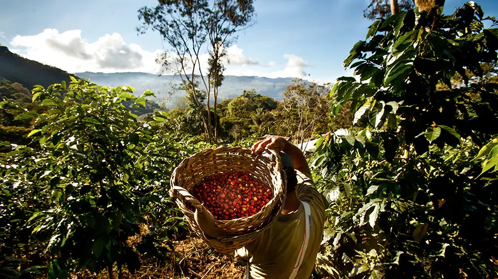 Café Perú Churupampa - Imagen 3
