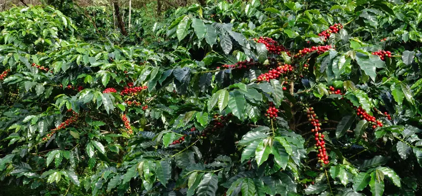 Café Honduras Jesús de Otoro - Imagen 2