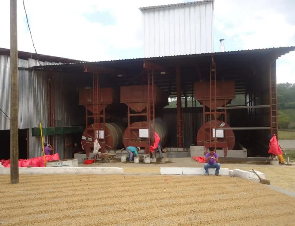 Café Honduras Jesús de Otoro - Imagen 3