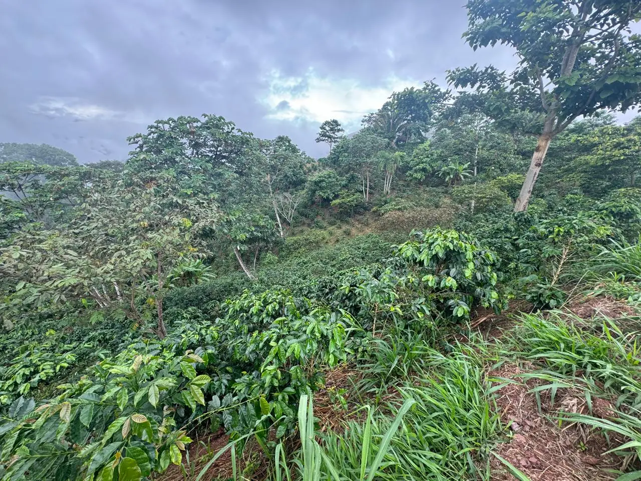 Café Perú Puka Natural - Imagen 3