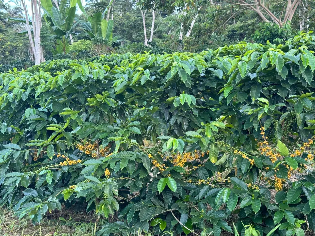 Café Perú Puka Natural - Imagen 2