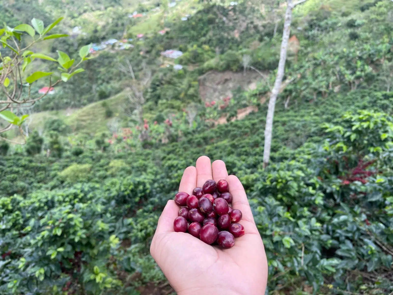 Café Costa Rica Tarrazú - Imagen 4