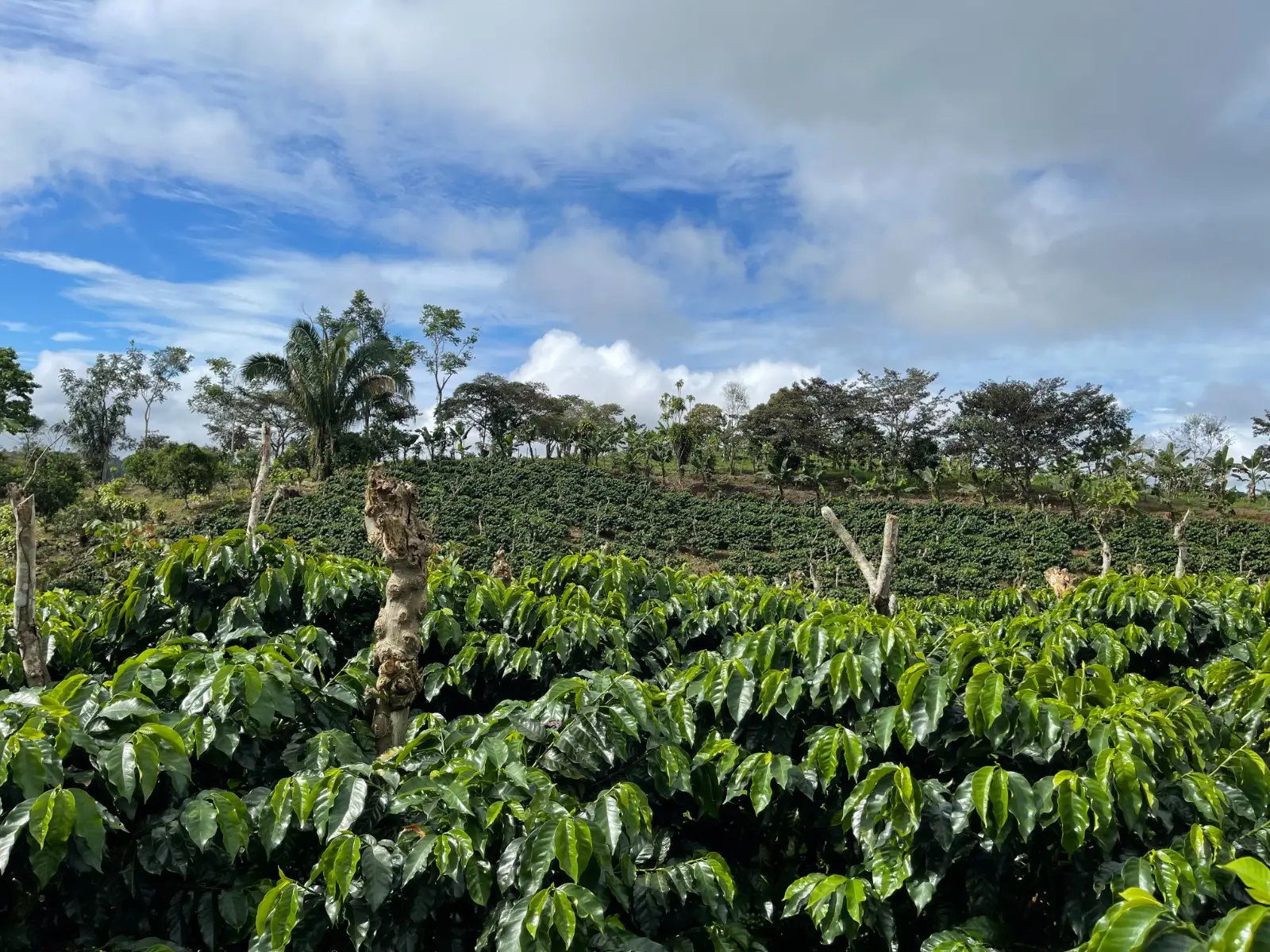 Café Costa Rica Tarrazú - Imagen 3