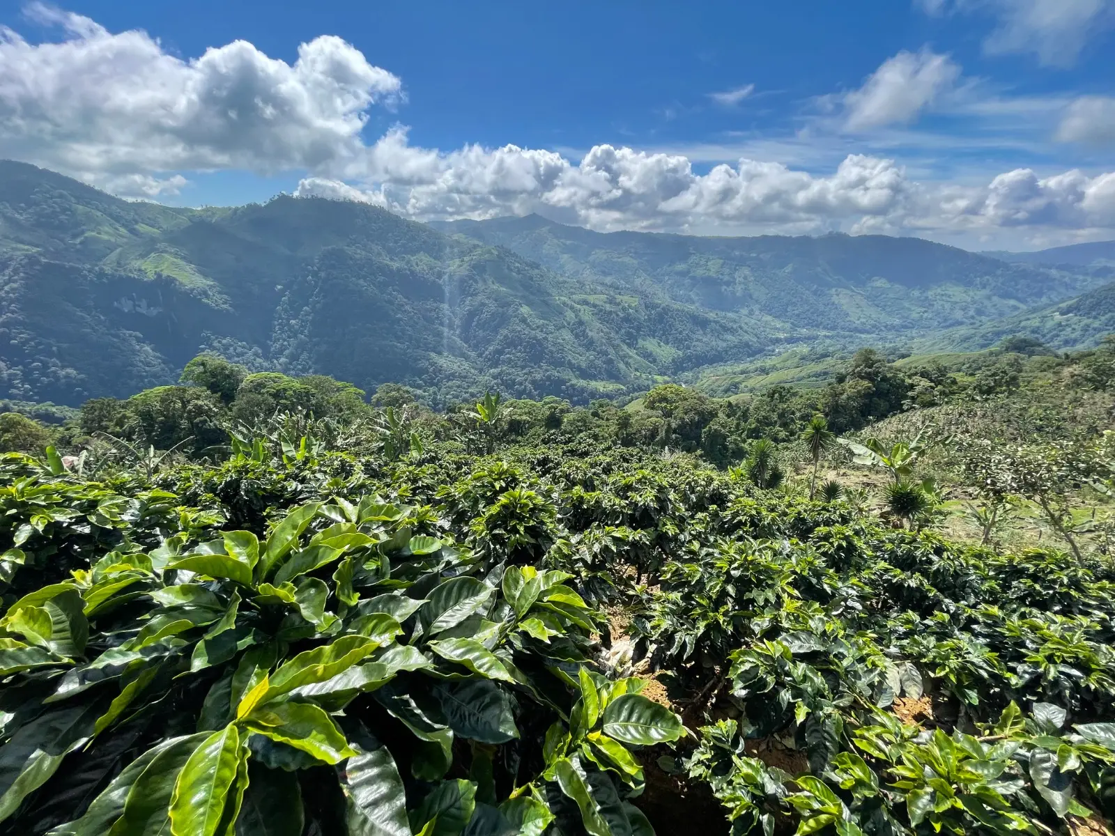 Café Costa Rica Tarrazú - Imagen 2